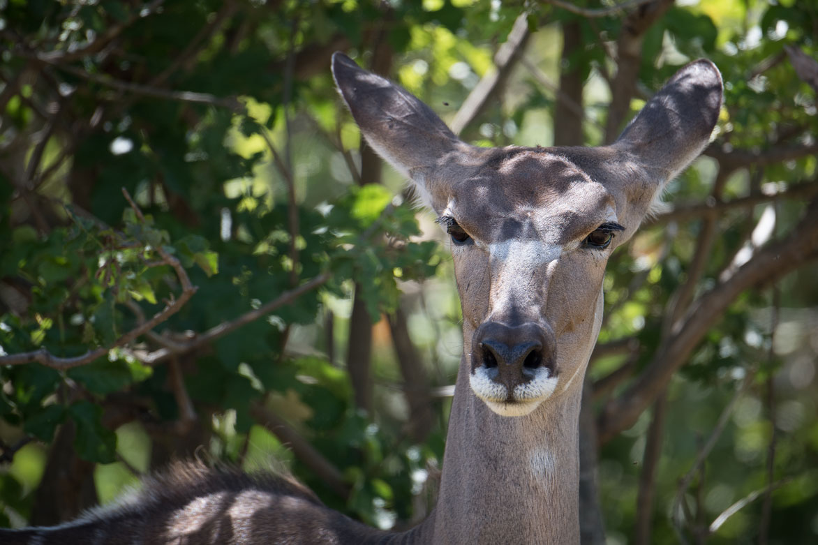 20190214_Chobe_National_Park-13