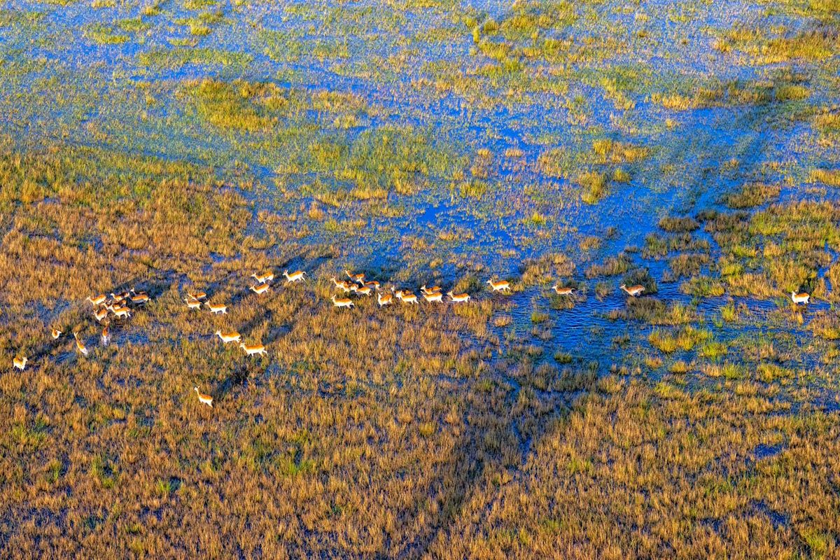 21.5.2022 - Das Okavango Delta geht einfach nicht aus dem Kopf - gut so