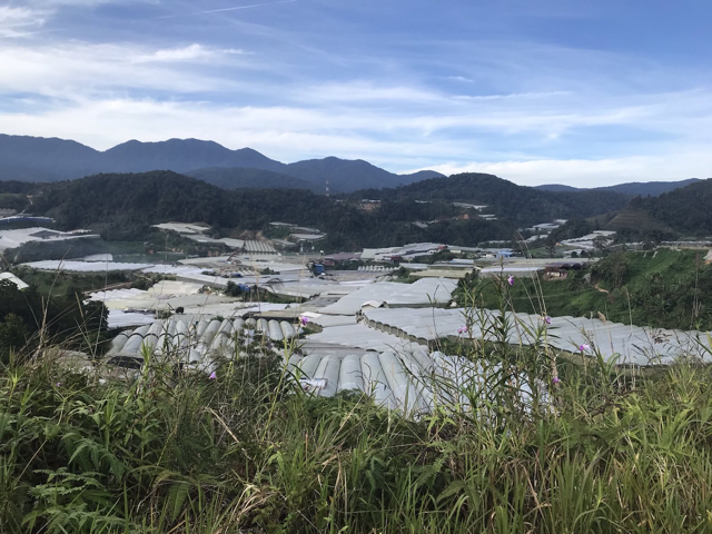 Treibh&auml;user in den Cameron Highlands