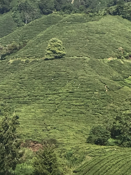 Teeplantage in den Cameron Highlands