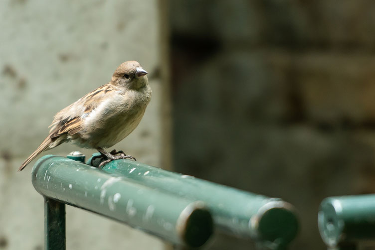 Spatz - in Berlin noch h&auml;ufig